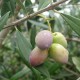Koroneiki Extra Virgin Olive Oil - Northern Hemisphere (Spain)